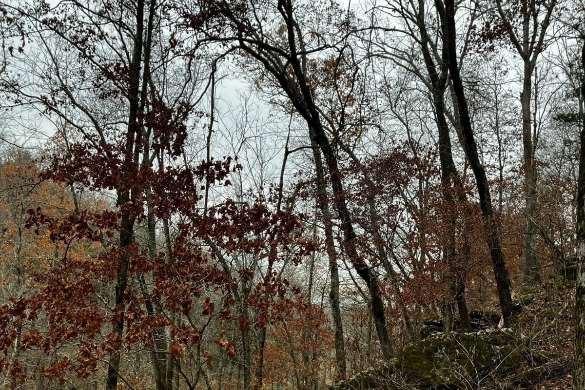 Woodland hiking trail through trees in Bella Vista Arkansas