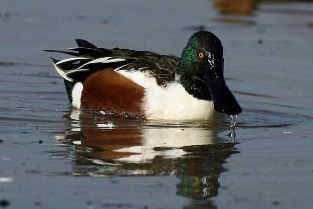 Duck Swimming On Calm Water In Decatur Arkansas Nature Area