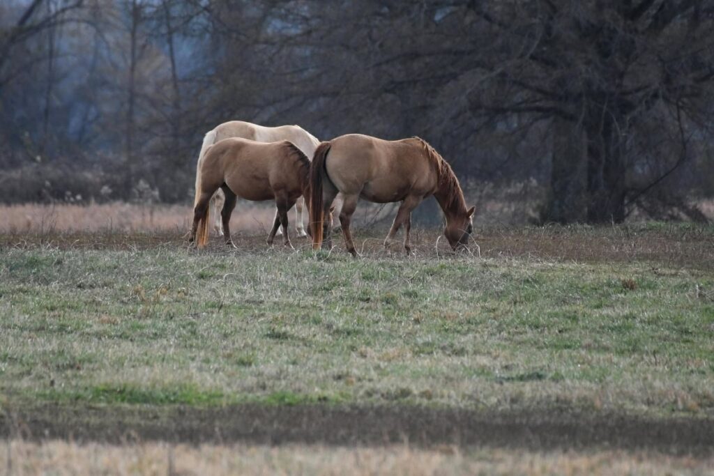 Horses Grazing In Open Pasture Near Decatur Arkansas