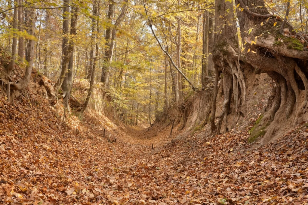 Trail Of Tears Historic Path Through Forest In Pea Ridge Arkansas