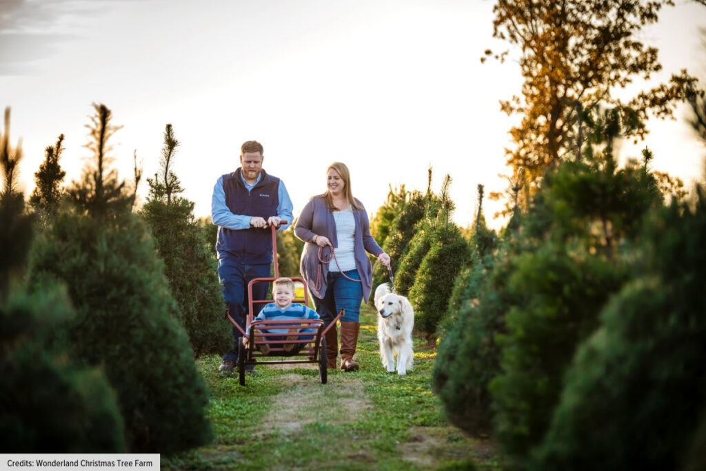 Family Choosing Christmas Tree At Tree Farm Near Pea Ridge Arkansas
